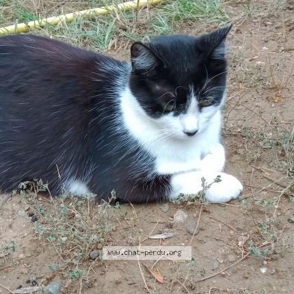 Photo 1/1 Nad Jounay Chat lost in Limoux