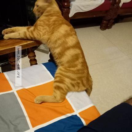 Photo 1/2 Simba Chat lost in Mysuru