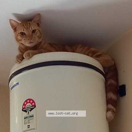 Photo 2/2 Simba Chat lost in Mysuru