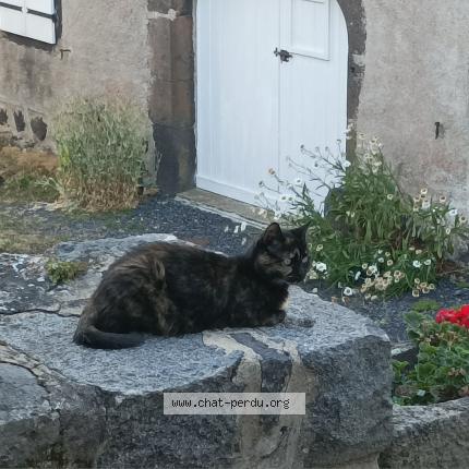 Photo 1/1 KENOBI Chat lost in Astet