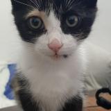 Picture of cat found at Pineuilh