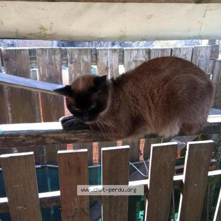 Photo 1/1 Blue Chat lost in Hargarten aux mines