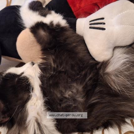 Photo 1/1 Oreo Chat lost in Fronton