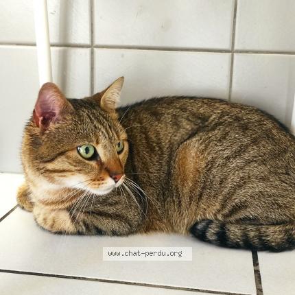 Photo 1/1 Aslan Chat lost in Valence