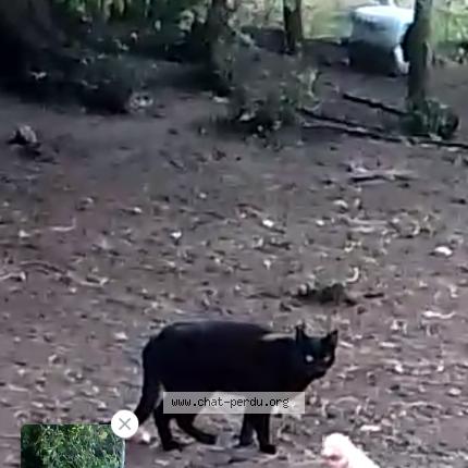 Photo 1/1 Found cat Found in Lombron