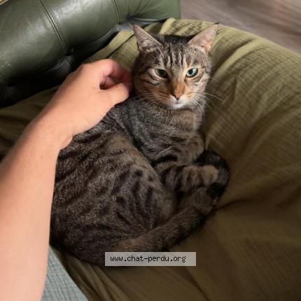 Photo 1/1 Colleen Chat lost in Faverges