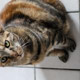 Picture of cat lost at 44117 St Andre Des Eaux