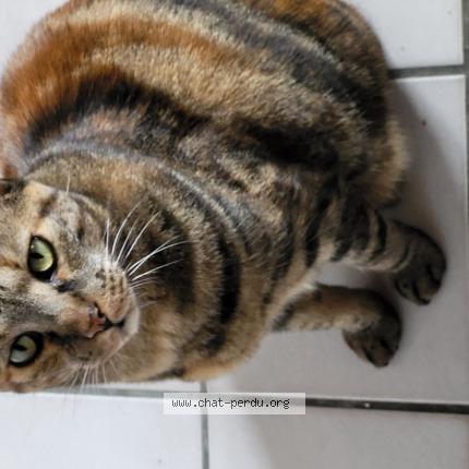 Photo 1/1 ROXY Chat lost in 44117 st andre des eaux