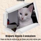 Picture of cat lost at Thiers