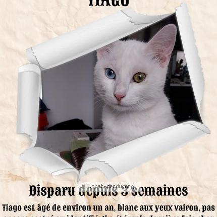 Photo 1/1 Tiago Chat lost in Thiers