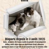 Picture of cat lost at Thiers