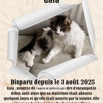 Photo 1/1 Gaia Chat lost in Thiers