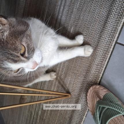 Photo 1/1 Found cat Found in Ambares et lagrave