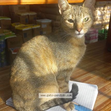 Photo 1/1 Mini Chat lost in La plata