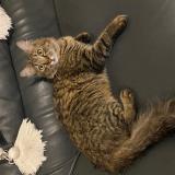 Picture of cat lost at Saint Paul