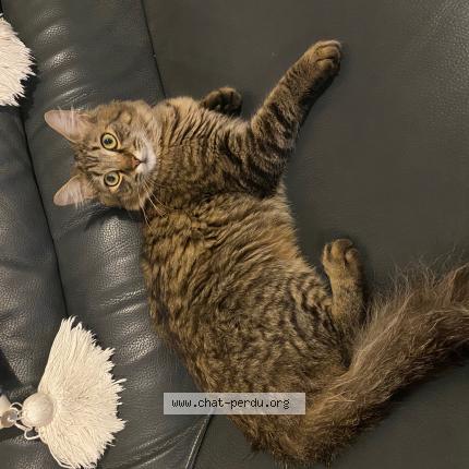 Photo 1/1 Titouan Chat lost in Saint paul