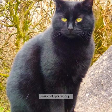 Photo 1/1 LOULI Chat lost in Donzy le national la vineuse