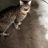 Picture of cat found at Valenciennes