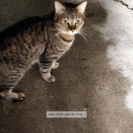 Photo 1/1 Cat reunited Found in Valenciennes