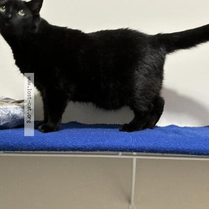 Photo 1/3 Zeus Chat lost in Garland