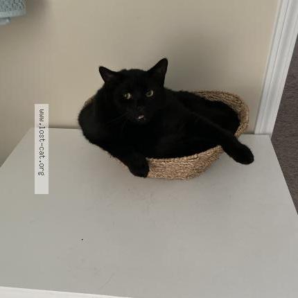 Photo 2/3 Zeus Chat lost in Garland