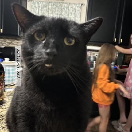 Photo 3/3 Zeus Chat lost in Garland