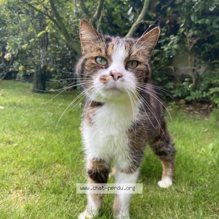Photo 1/1 Bibou Chat lost in Le mesnil en thelle