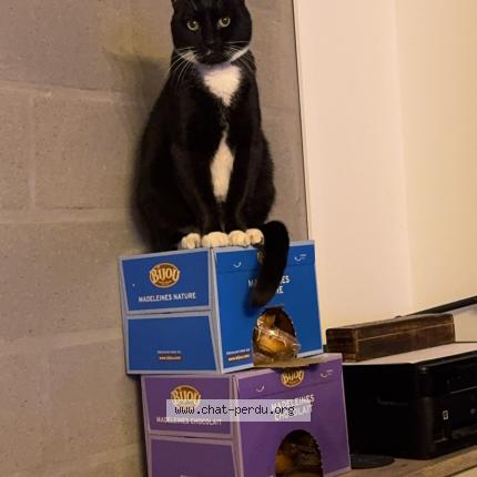 Photo 1/1 Ora Chat lost in Biganos