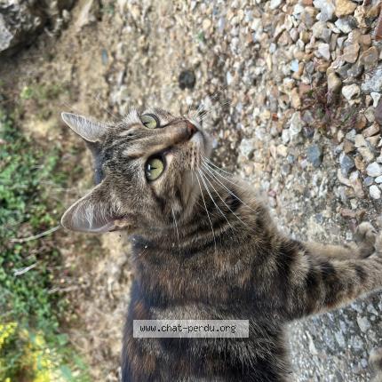 Photo 1/1 Maua Chat lost in Saint yrieix la perche