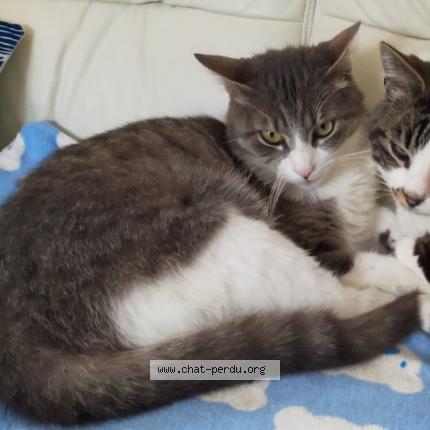 Photo 1/1 Misti Chat lost in Yvrac