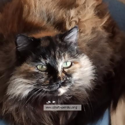 Photo 1/1 Lylou Chat lost in Millery