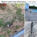 Picture of cat lost at Plan De Cuque