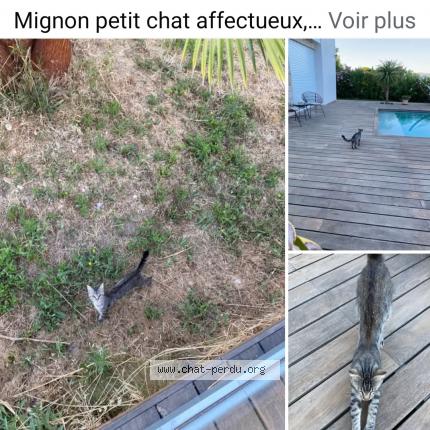Photo 1/1 Petit coeur Chat lost in Plan de cuque