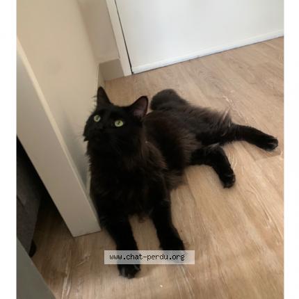 Photo 1/1 Baloo Chat lost in Chateauroux