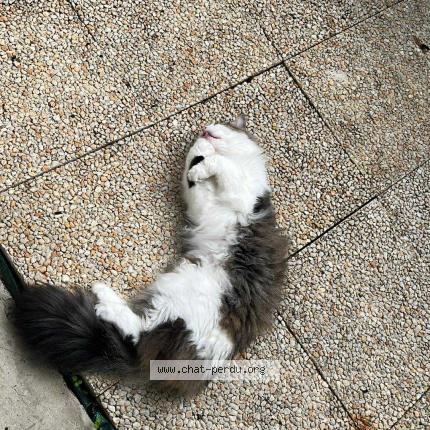 Photo 1/1 Plumeau Chat lost in Charleville mezieres