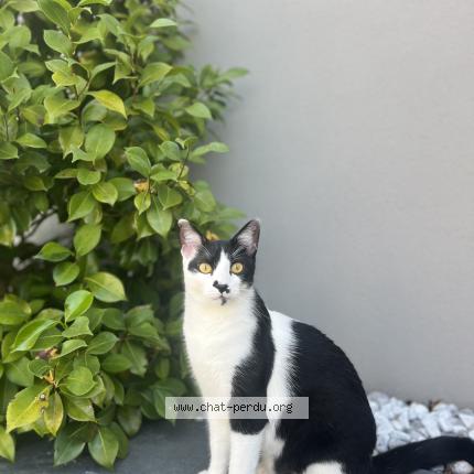 Photo 1/1 Sheldon Chat lost in Valencin