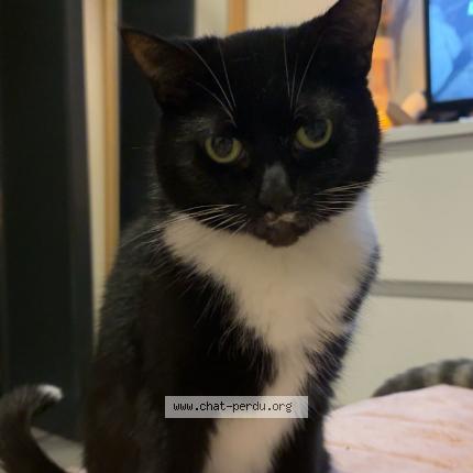 Photo 1/1 Papaye Chat lost in Malonne