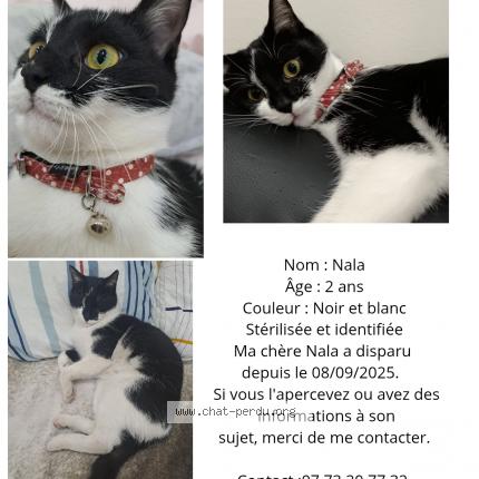 Photo 1/1 NALA Chat lost in Bobigny