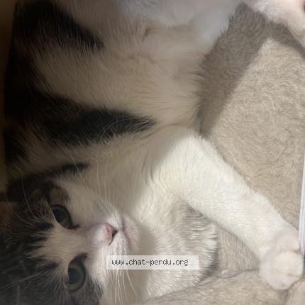 Photo 1/1 Zelia Chat lost in Nantes