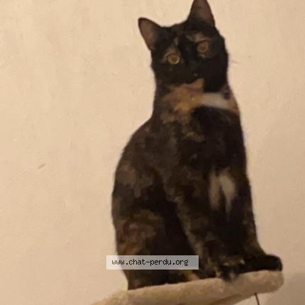 Photo 1/1 Isis Chat lost in Toulouse