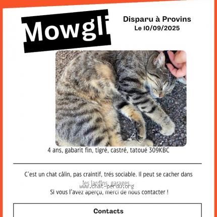 Photo 1/1 Mowgli Chat lost in Provins