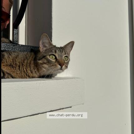 Photo 1/1 Oupla Chat lost in Chermignac