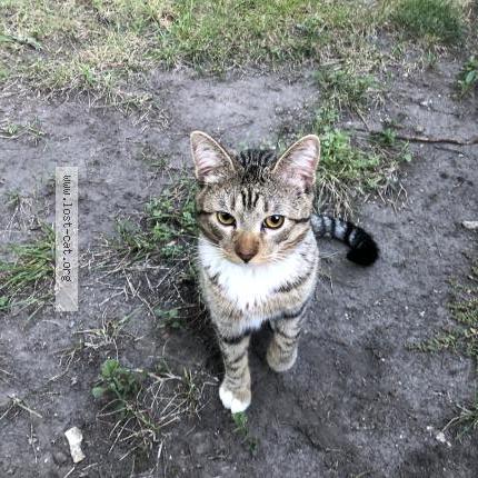 Picture of cat found at Minneapolis