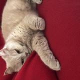 Picture of cat lost at Saint Mards En Othe