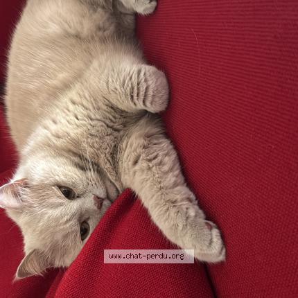 Photo 1/1 Oona Chat lost in Saint mards en othe