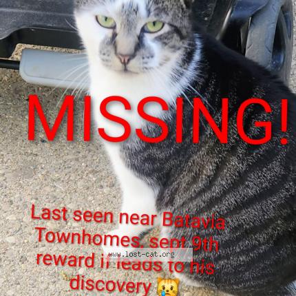 Picture of cat lost at Batavia