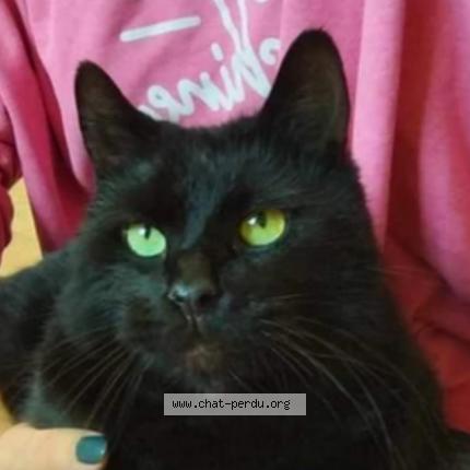 Photo 1/1 Loulou Chat lost in Signy le petit