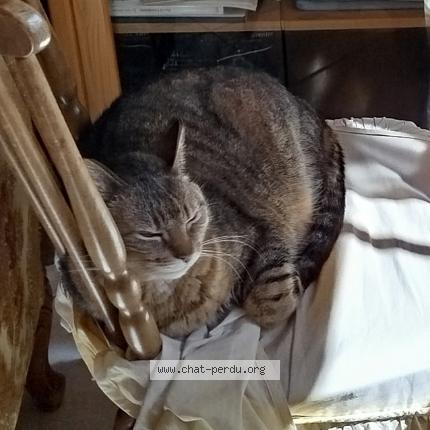 Photo 1/1 Calinette Chat lost in Saint palais sur mer