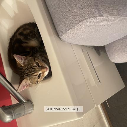 Photo 1/1 Alizé Chat lost in Villejuif