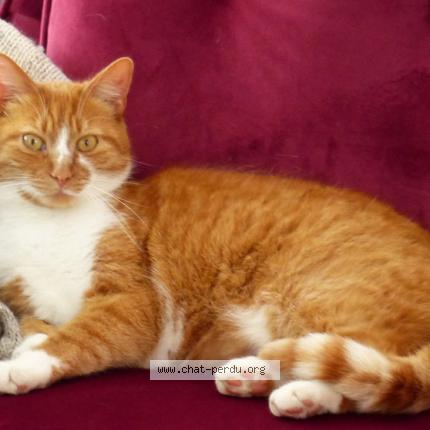 Photo 1/1 Neko Chat lost in L huitre